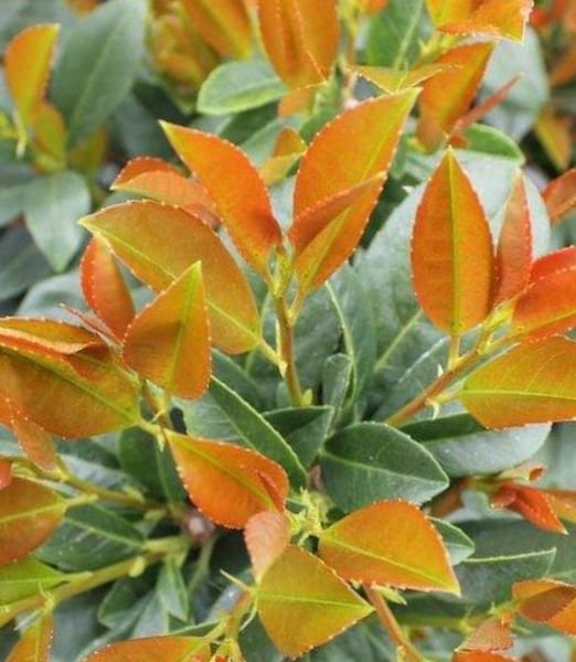 Prunus laurocerasus 'Bonaparte'®